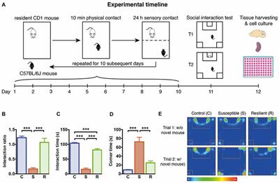 Alterations of the Innate Immune System in Susceptibility and Resilience After Social Defeat Stress